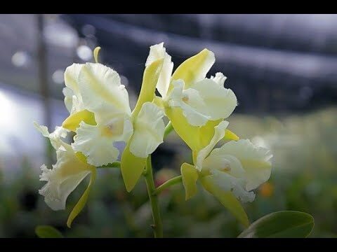 Cursos de Jardiner&iacute;a Disponibles en Manresa