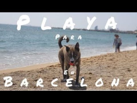 Playas para Perros Cerca de Gav&agrave;