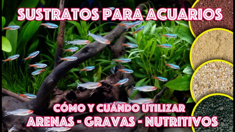 Gu&iacute;a para Comprar Semillas Ecol&oacute;gicas en Gav&agrave;